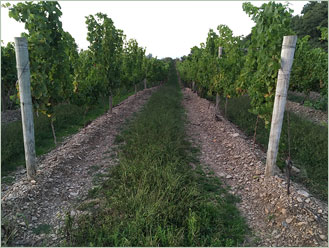Chautauqua county NY Vineyards